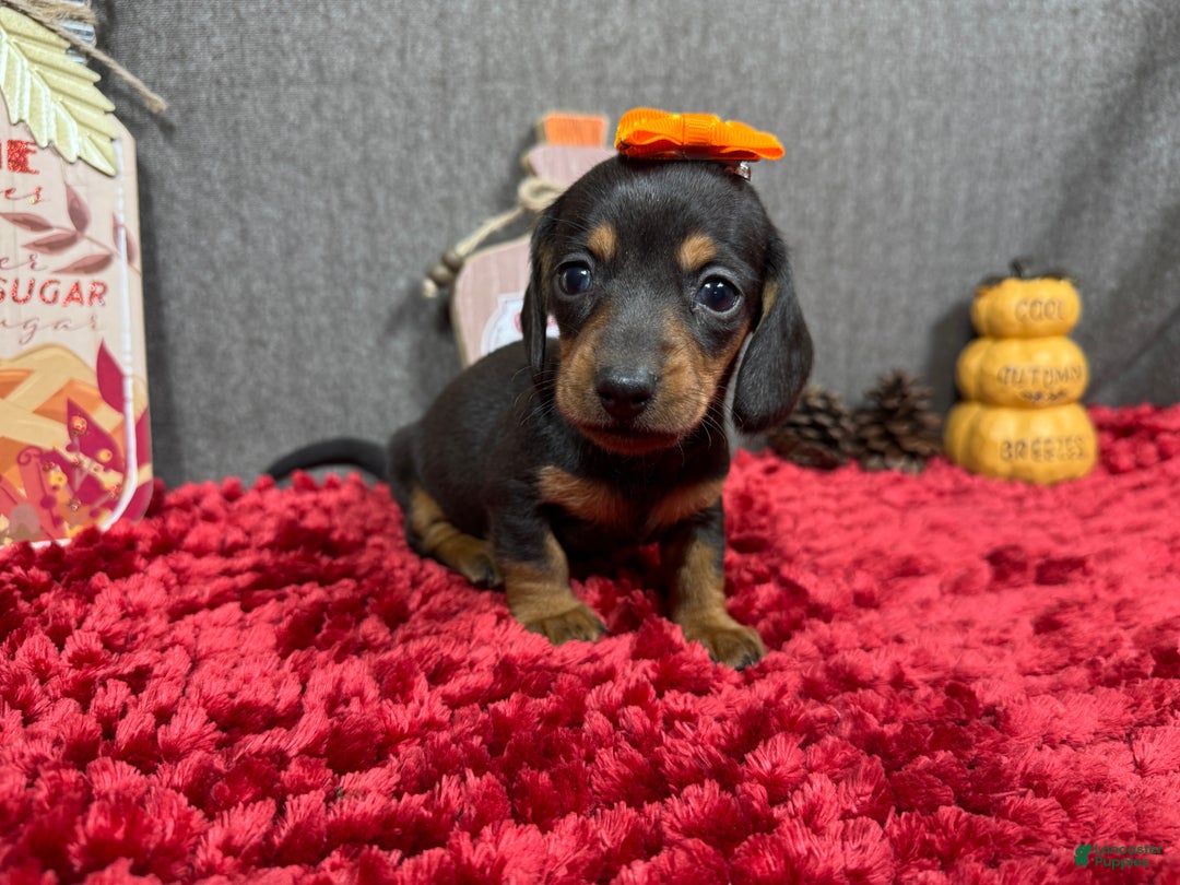 Miniature Dachshund dogs for sale: Miniature Dachshund Puppy 1 - Ad 11