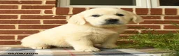 Golden Retriever dogs for sale: Penelope - Ad 2