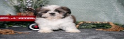 Shih Tzu dogs for sale: Violet - Ad 2
