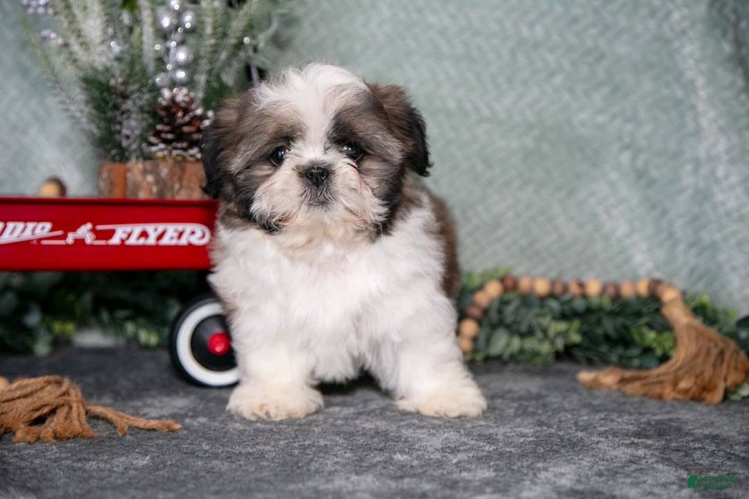Shih Tzu dogs for sale: Violet - Ad 2