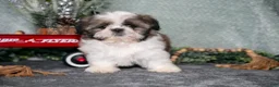 Shih Tzu dogs for sale: Violet - Ad 2
