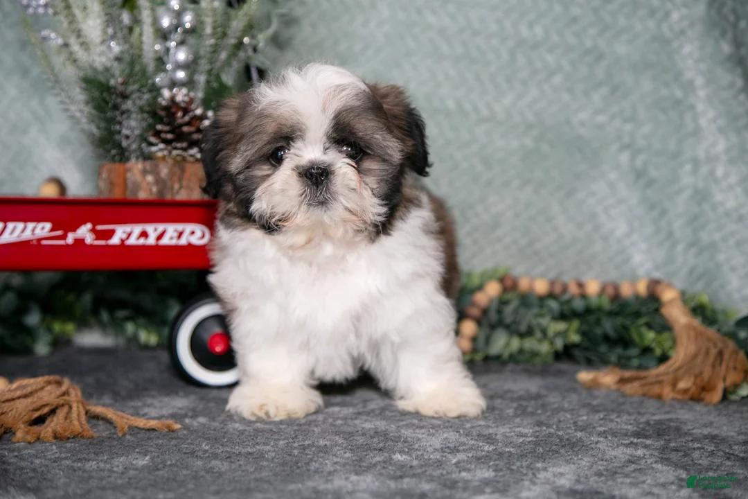 Shih Tzu dogs for sale: Violet - Ad 2