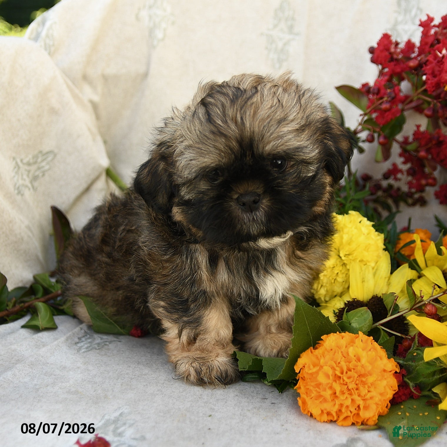 Shih Tzu dogs Rusty - Ad 1