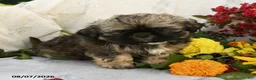 Shih Tzu dogs for sale: Rusty - Ad 1
