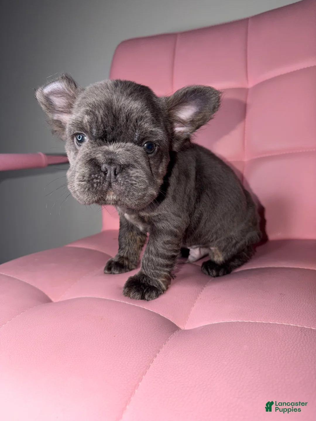 French Bulldog dogs for sale: French Bulldog Puppy 6 - Ad 1