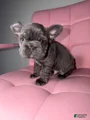 French Bulldog Puppy 6