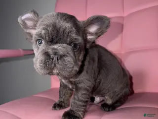 French Bulldog dogs French Bulldog Puppy 6 - Ad 8