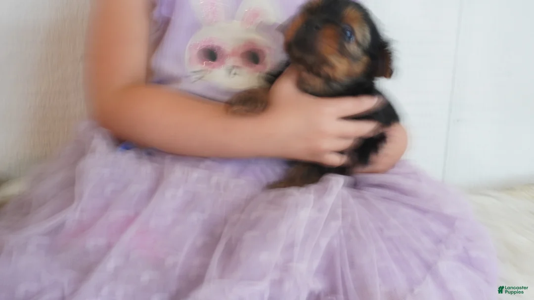 Yorkshire Terrier dogs for sale: Carrie  - Ad 8
