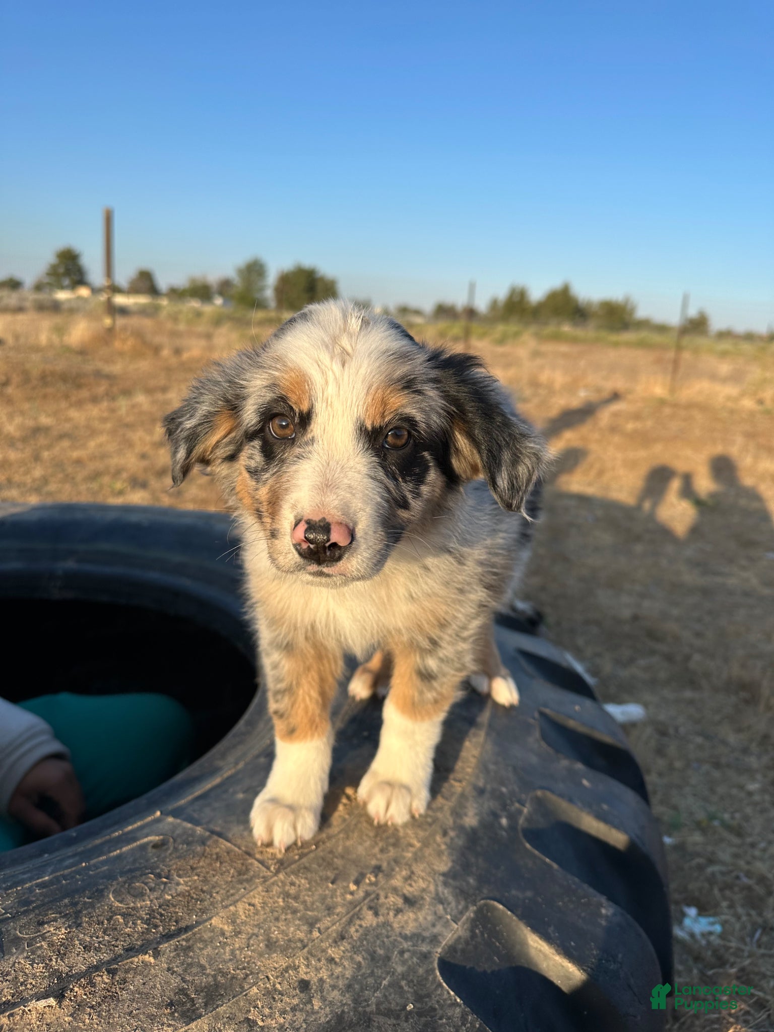 Mixed Breed dogs for sale: Reishi  - Ad 4