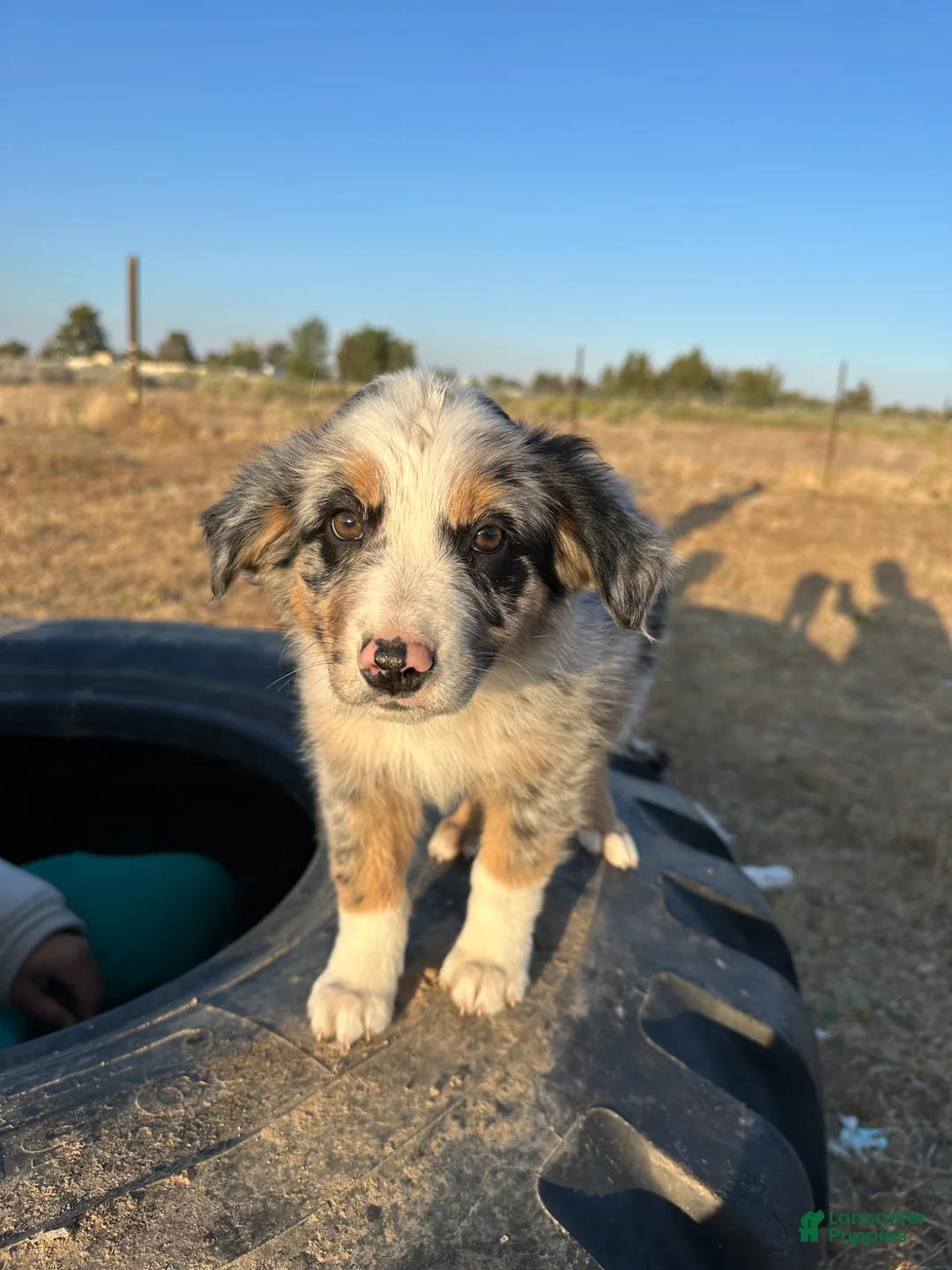 Mixed Breed dogs for sale: Reishi  - Ad 1