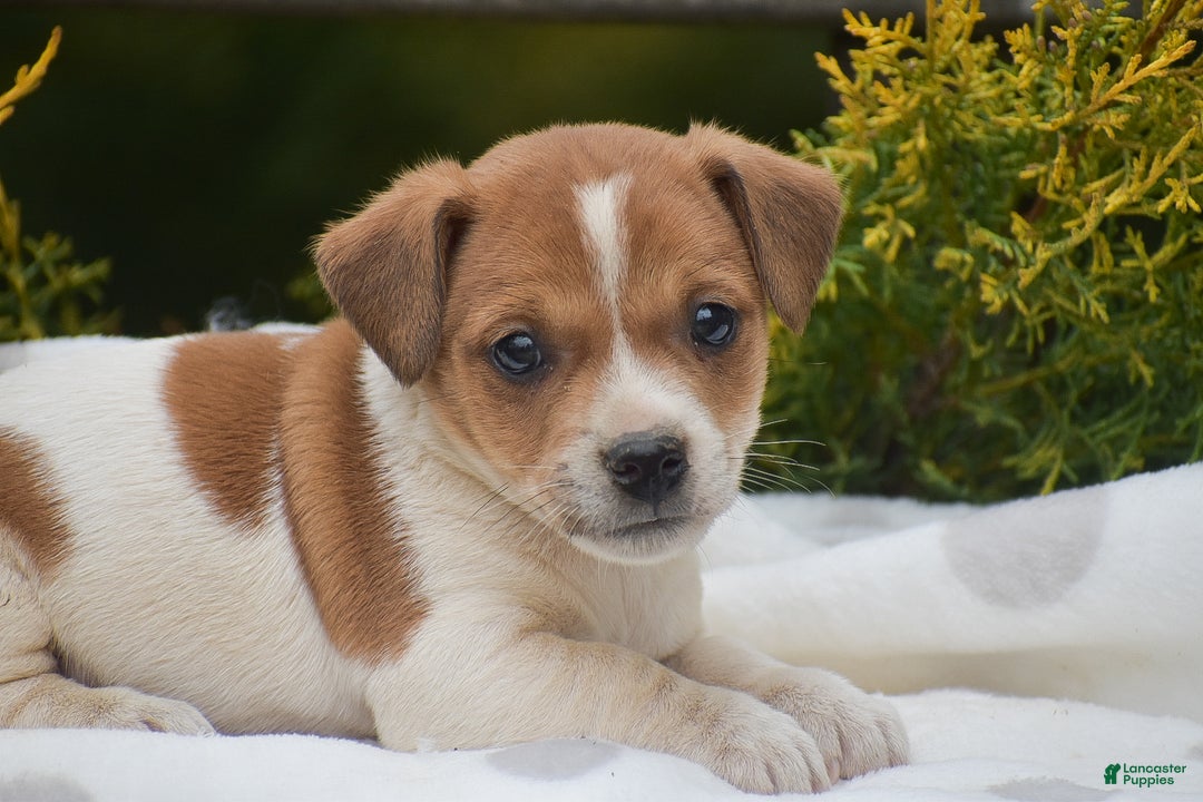 Jack Russell Terrier dogs for sale: Pinto - Ad 5