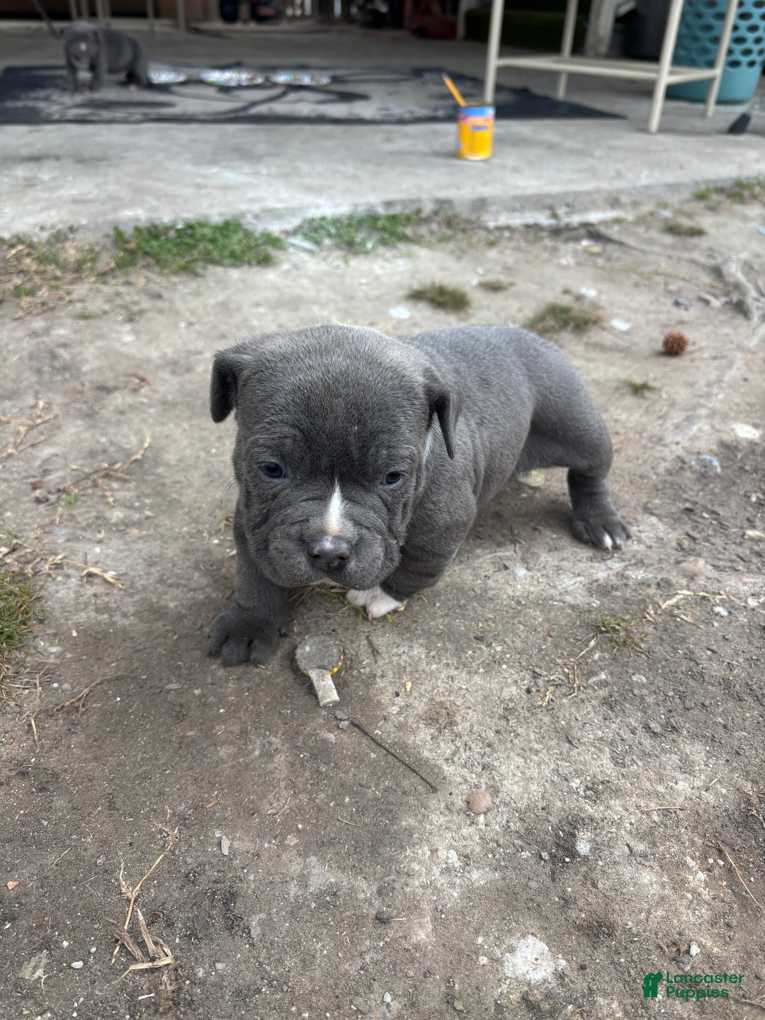 American Pit Bull Terrier dogs for sale: American Pit Bull Terrier Puppy 4 - Ad 1