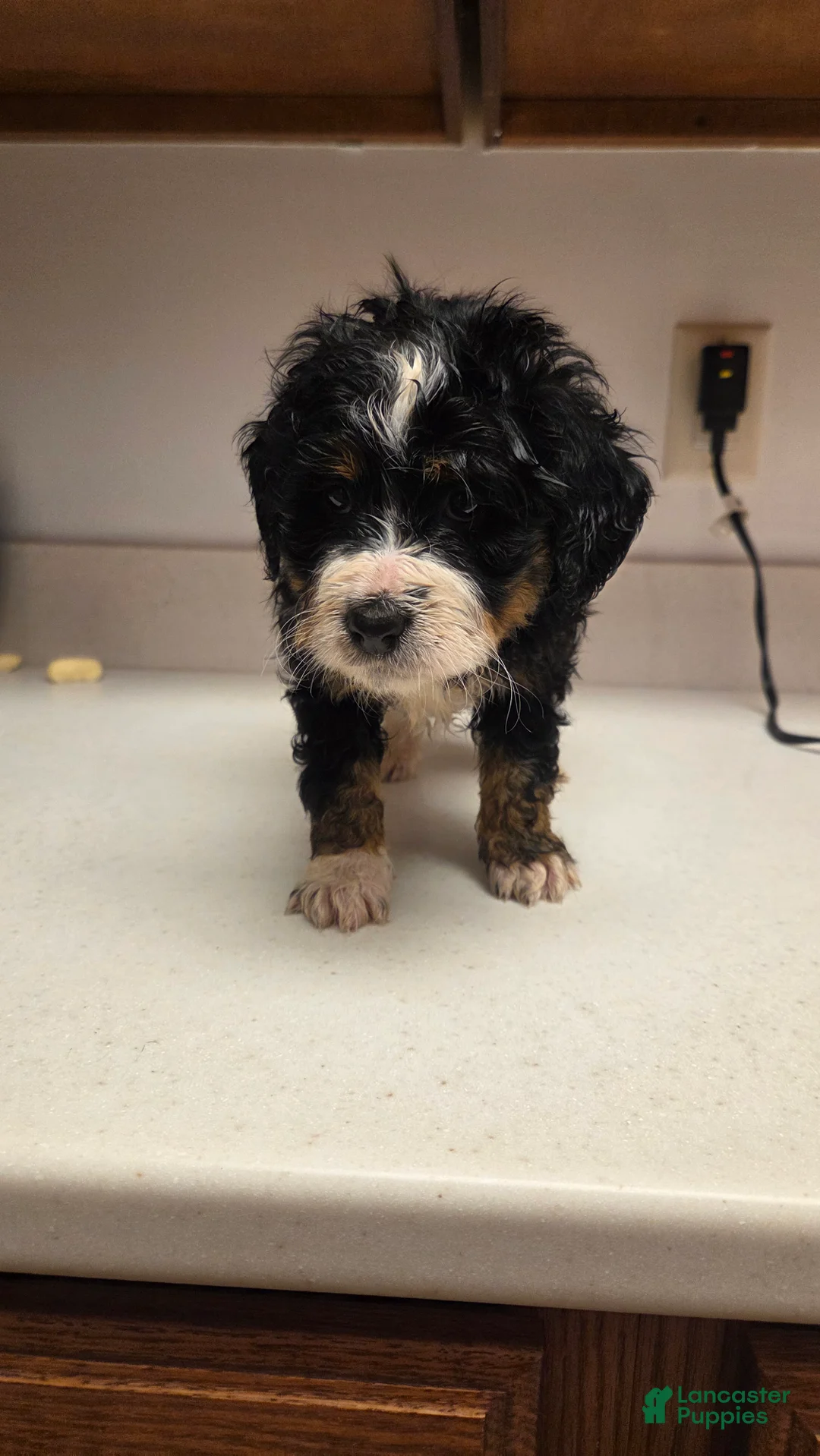 Bernedoodle dogs for sale: Bernedoodle Puppy 6 - Ad 4