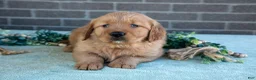 Golden Retriever dogs for sale: Tess - Ad 3