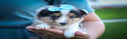 Mixed Breed dogs for sale: Graham🐶 - Ad 3