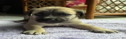 Mixed Breed dogs for sale: Scrud - Ad 4