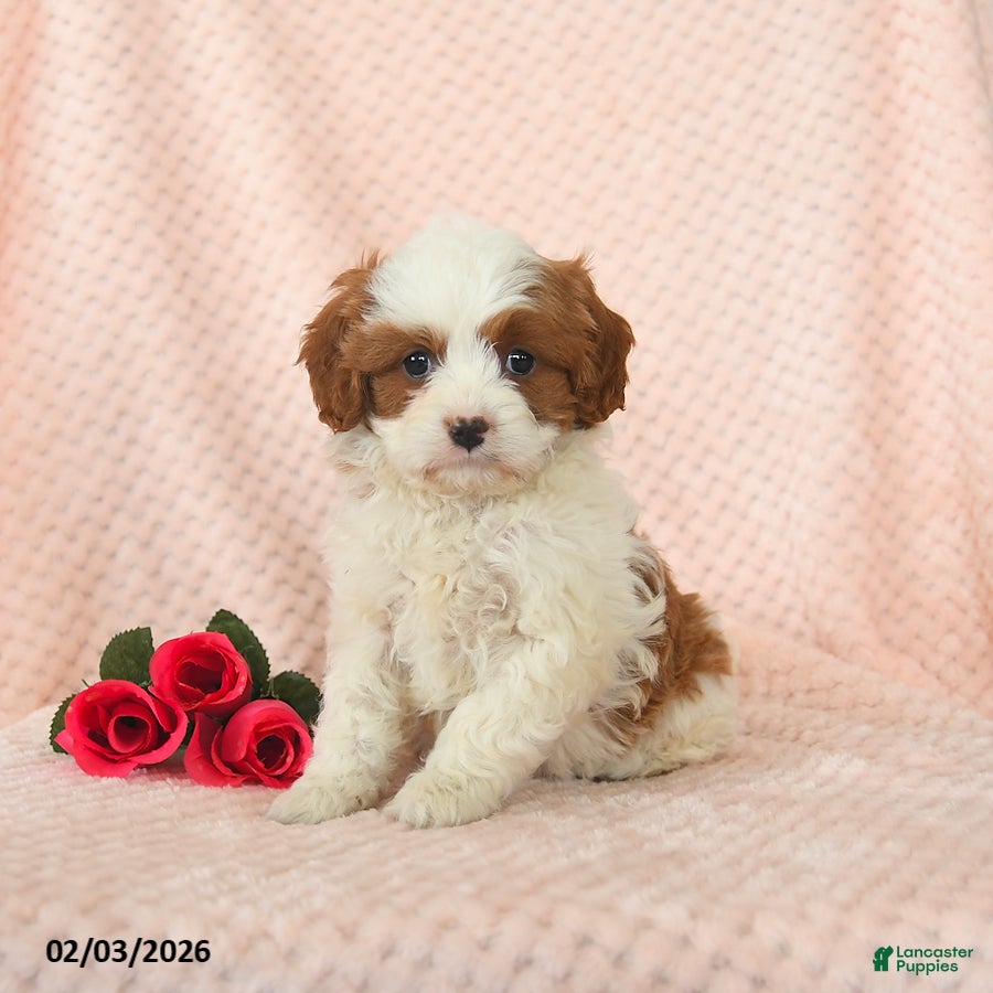 Cavapoo dogs Domino - Ad 6