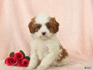 Cavapoo dogs Domino - Ad 5