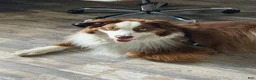 Australian Shepherd dogs for stud: Ollie - Ad 3
