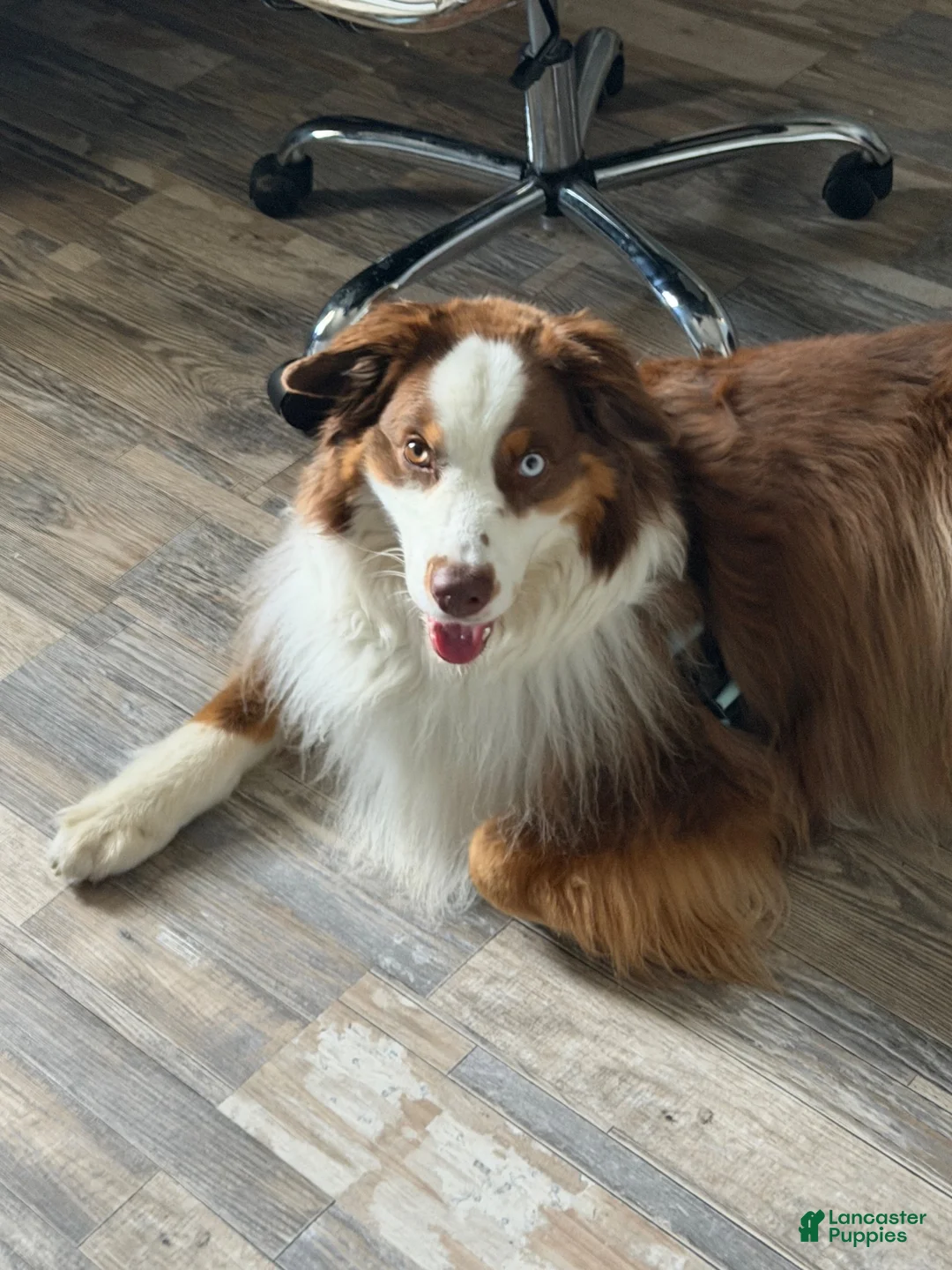 Australian Shepherd dogs for stud: Ollie - Ad 3