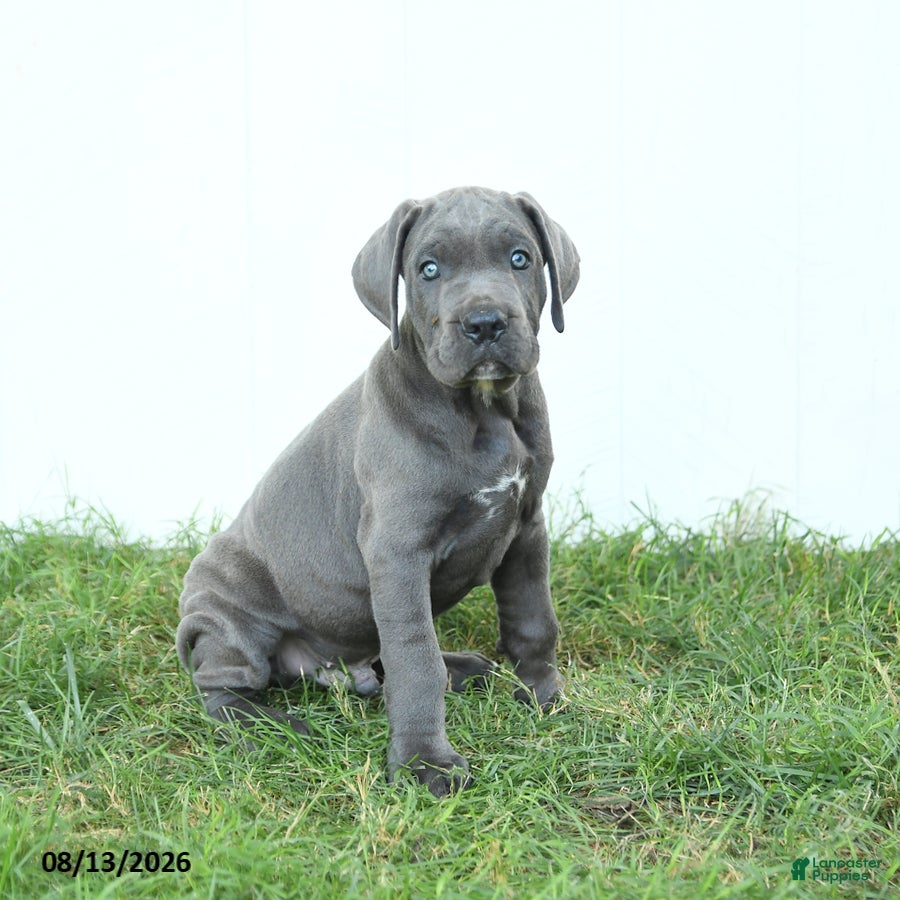 Cane Corso dogs Roman - Ad 1