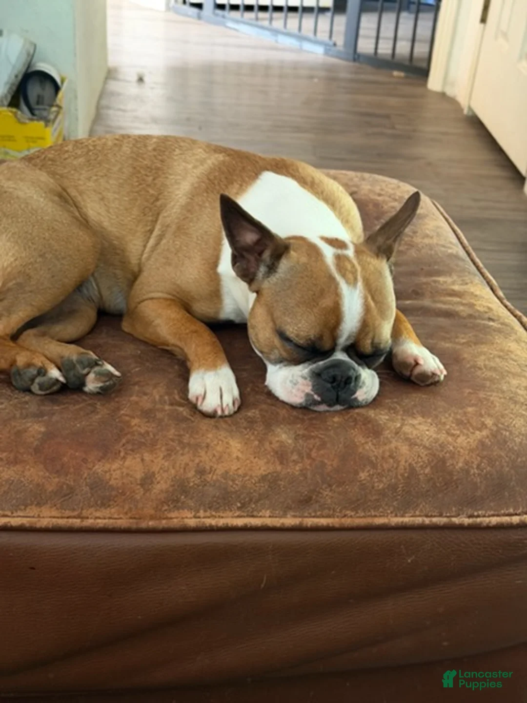 Boston Terrier dogs for sale: Peaches - Ad 3