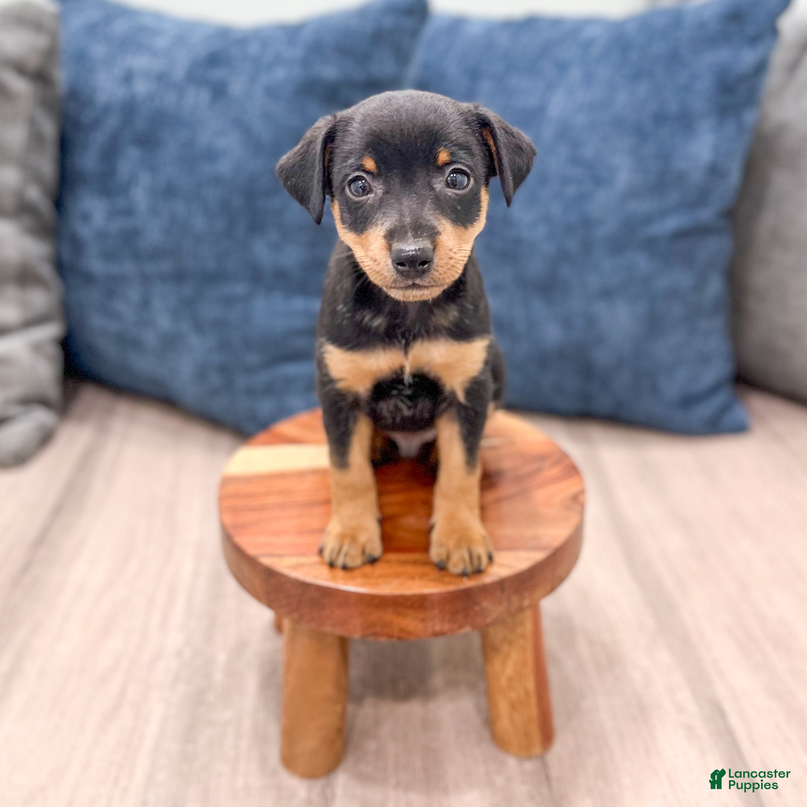 Miniature Pinscher dogs Keiser - Ad 2