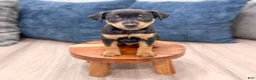 Miniature Pinscher dogs for sale: Keiser - Ad 2