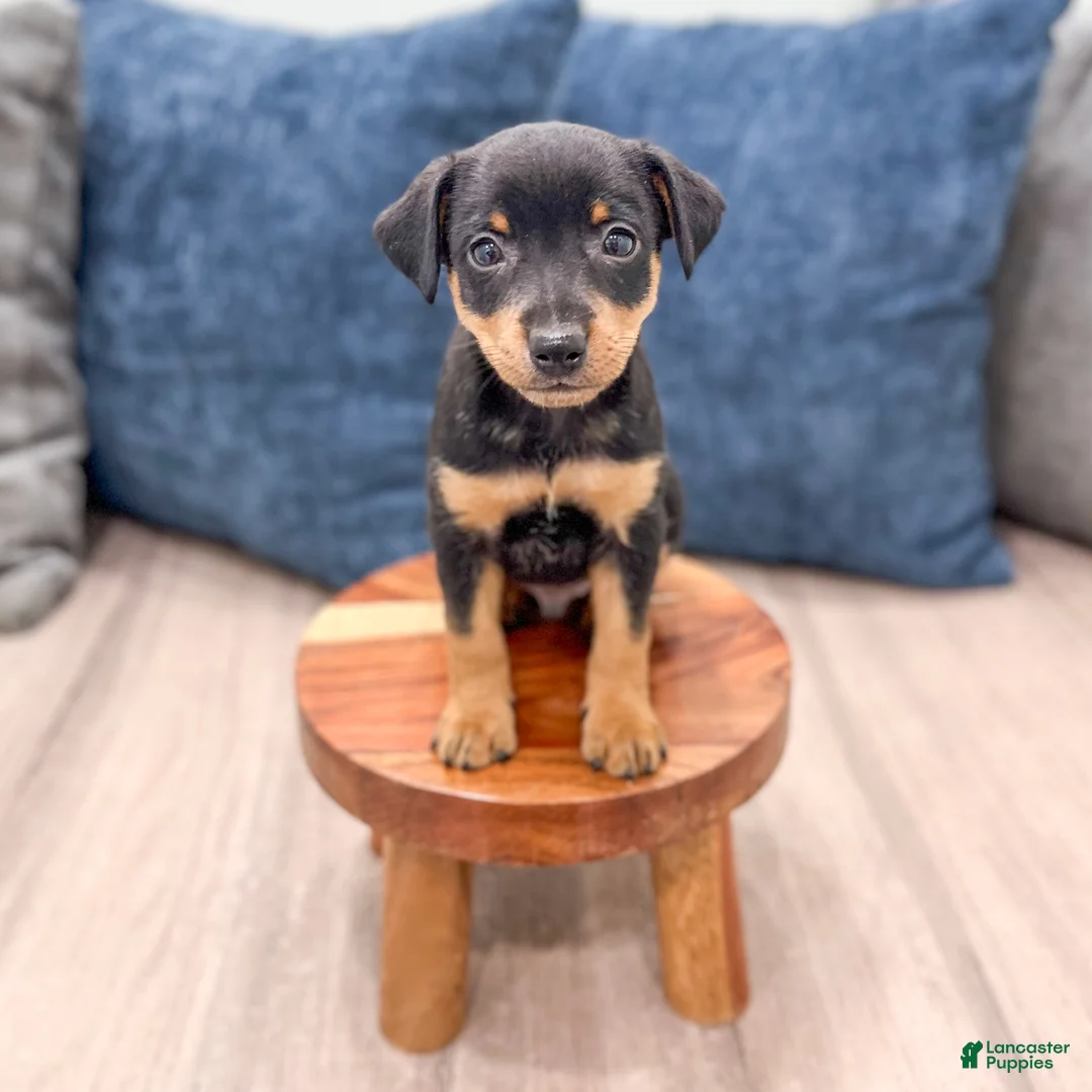 Miniature Pinscher dogs for sale: Keiser - Ad 2