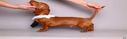 Miniature Dachshund dogs for sale: Chip from Disney  - Ad 3
