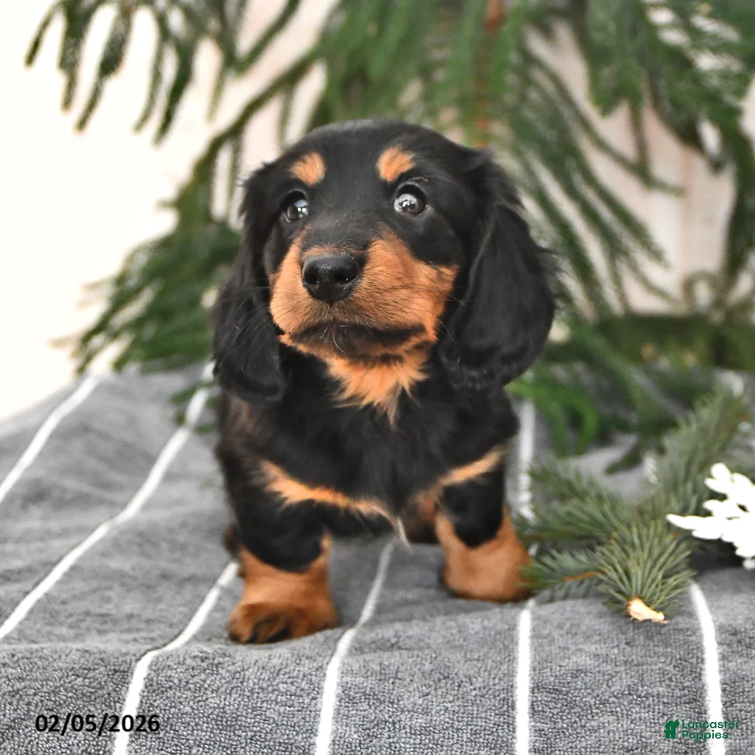 Miniature Dachshund dogs for sale: Sophie - Ad 2