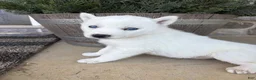 Siberian Husky dogs for sale: Sutton - Ad 3