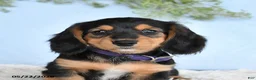Miniature Dachshund dogs for sale: Hazel - Ad 3