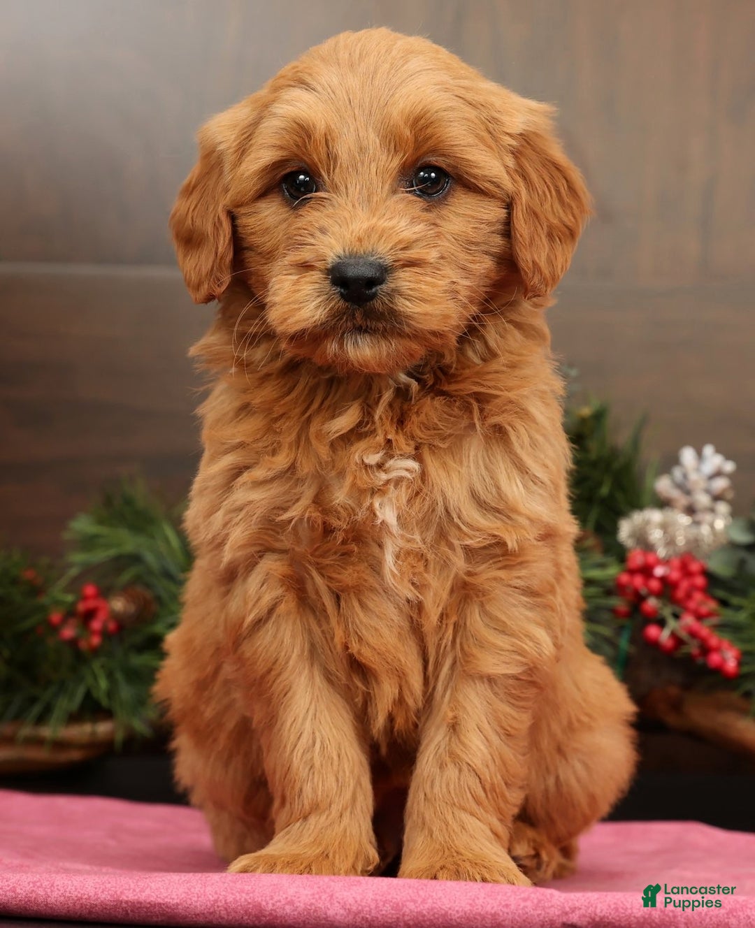 Mini Goldendoodle dogs for sale: Piper - Ad 3