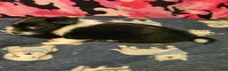 Chihuahua dogs for sale: Butter (T-Cup) - Ad 14
