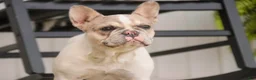 French Bulldog dogs for sale: Juliet - Ad 6