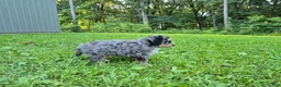 Bernedoodle dogs for sale: Jack - Ad 3
