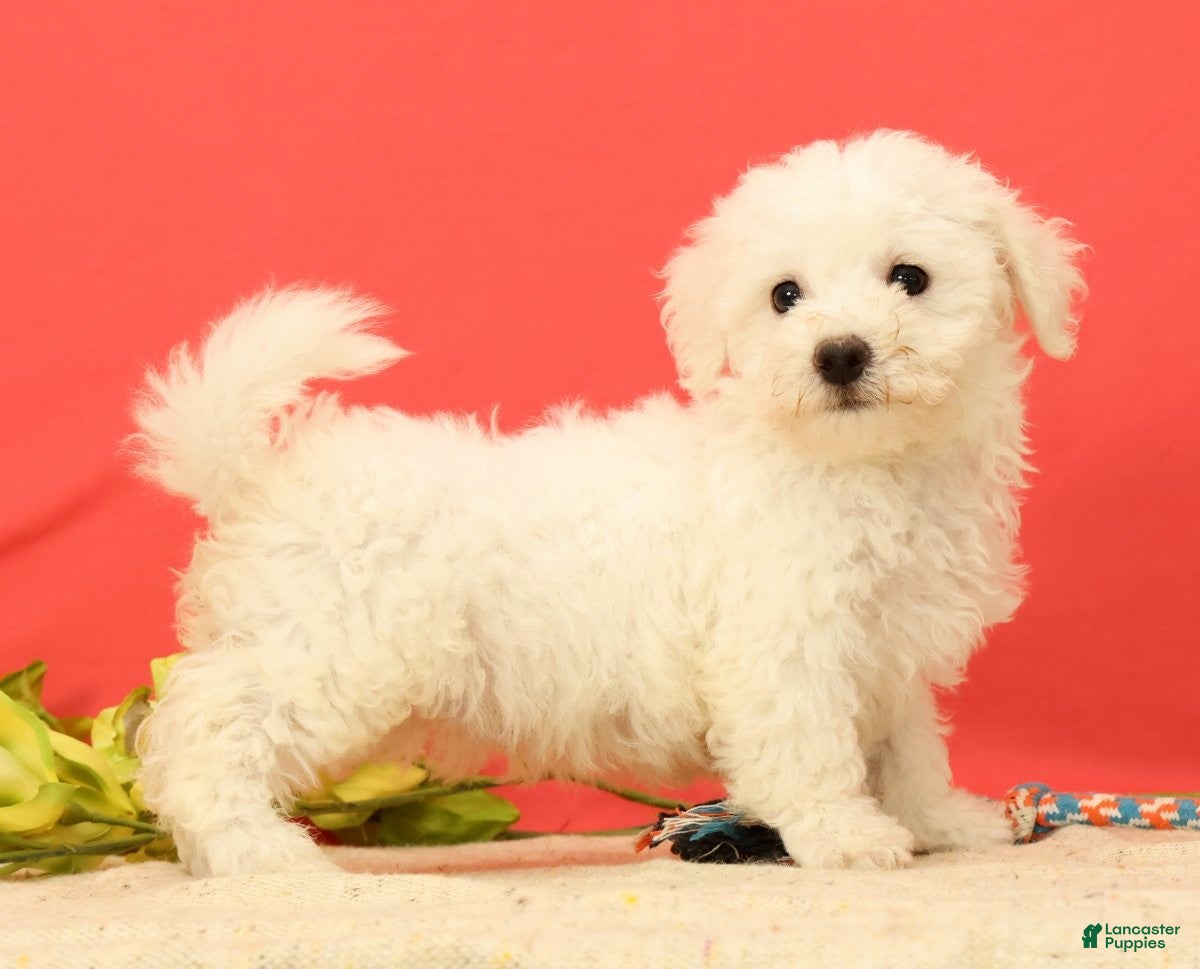Bichon Frise dogs for sale: Easton - Ad 1