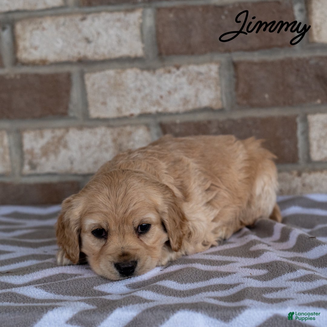 Cocker Spaniel dogs for sale: Jimmy - Ad 4