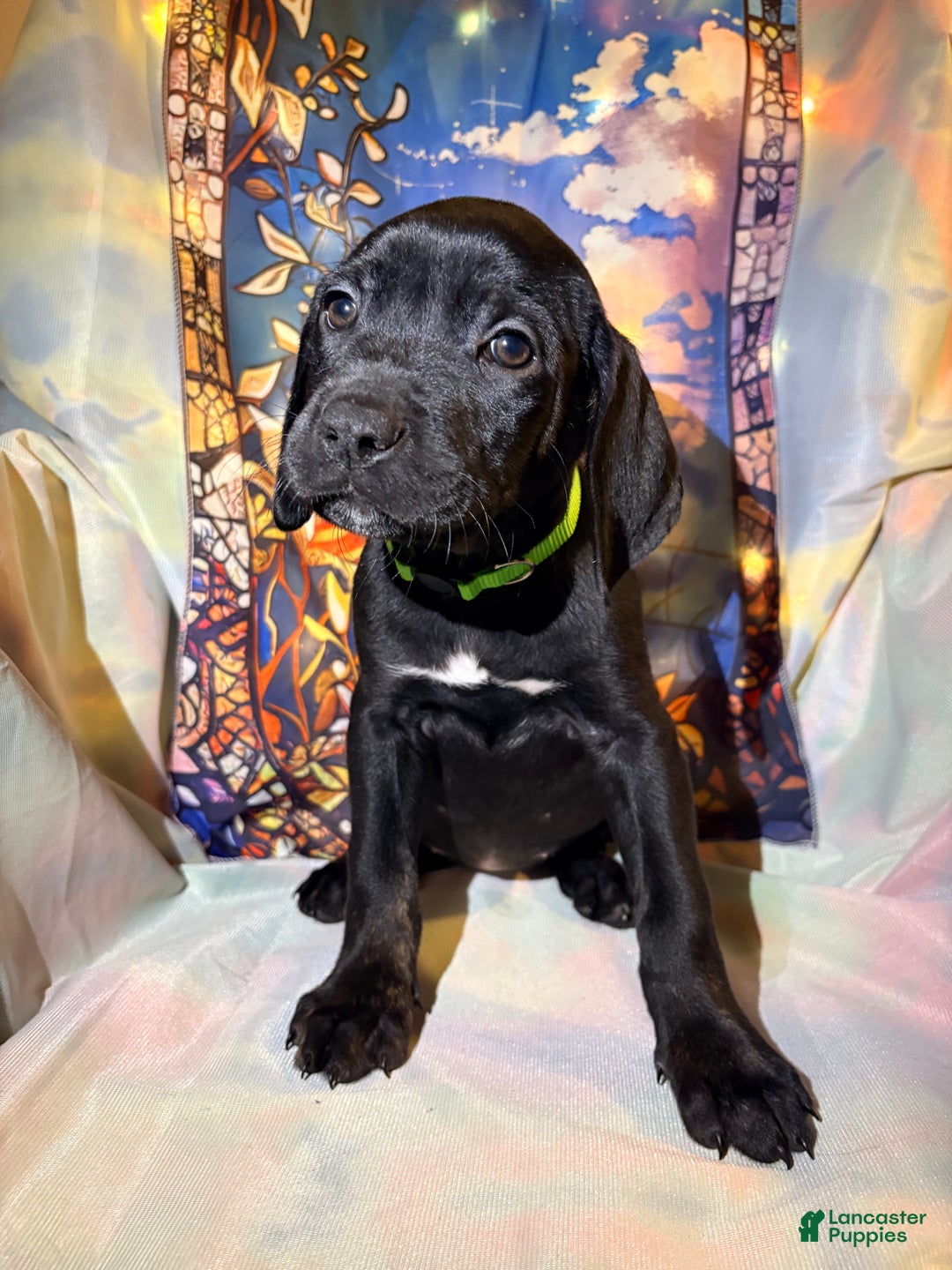 Mixed Breed dogs for sale: Green - Ad 1