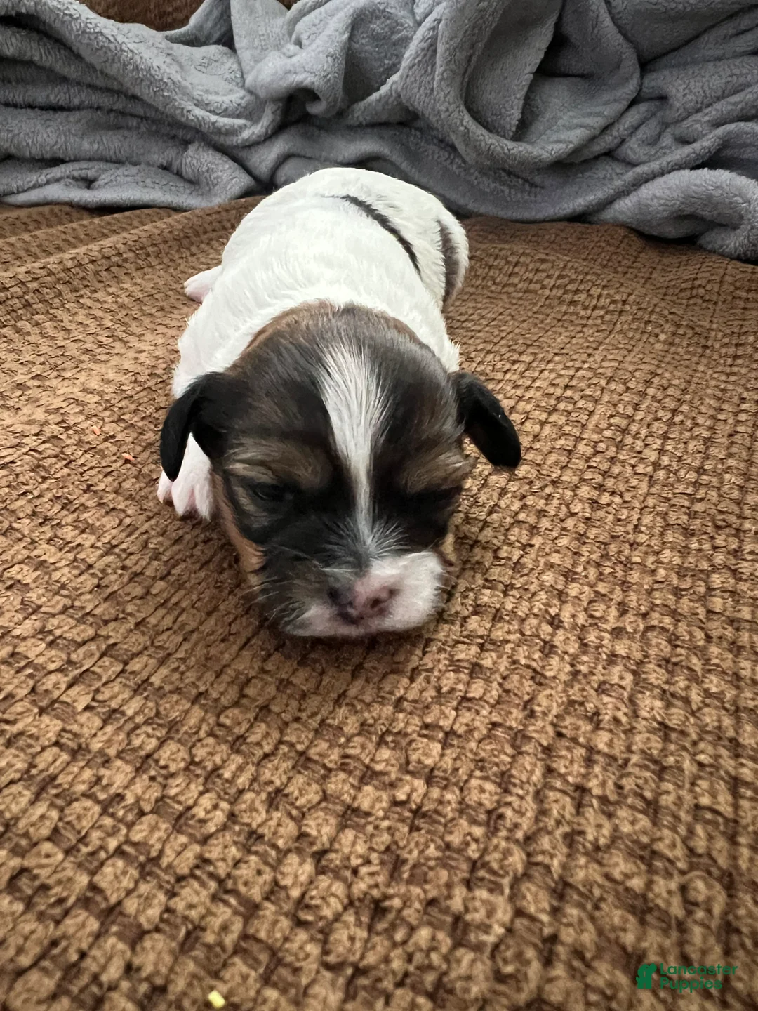 Morkie dogs for sale: Morkie Puppy 3 - Ad 7