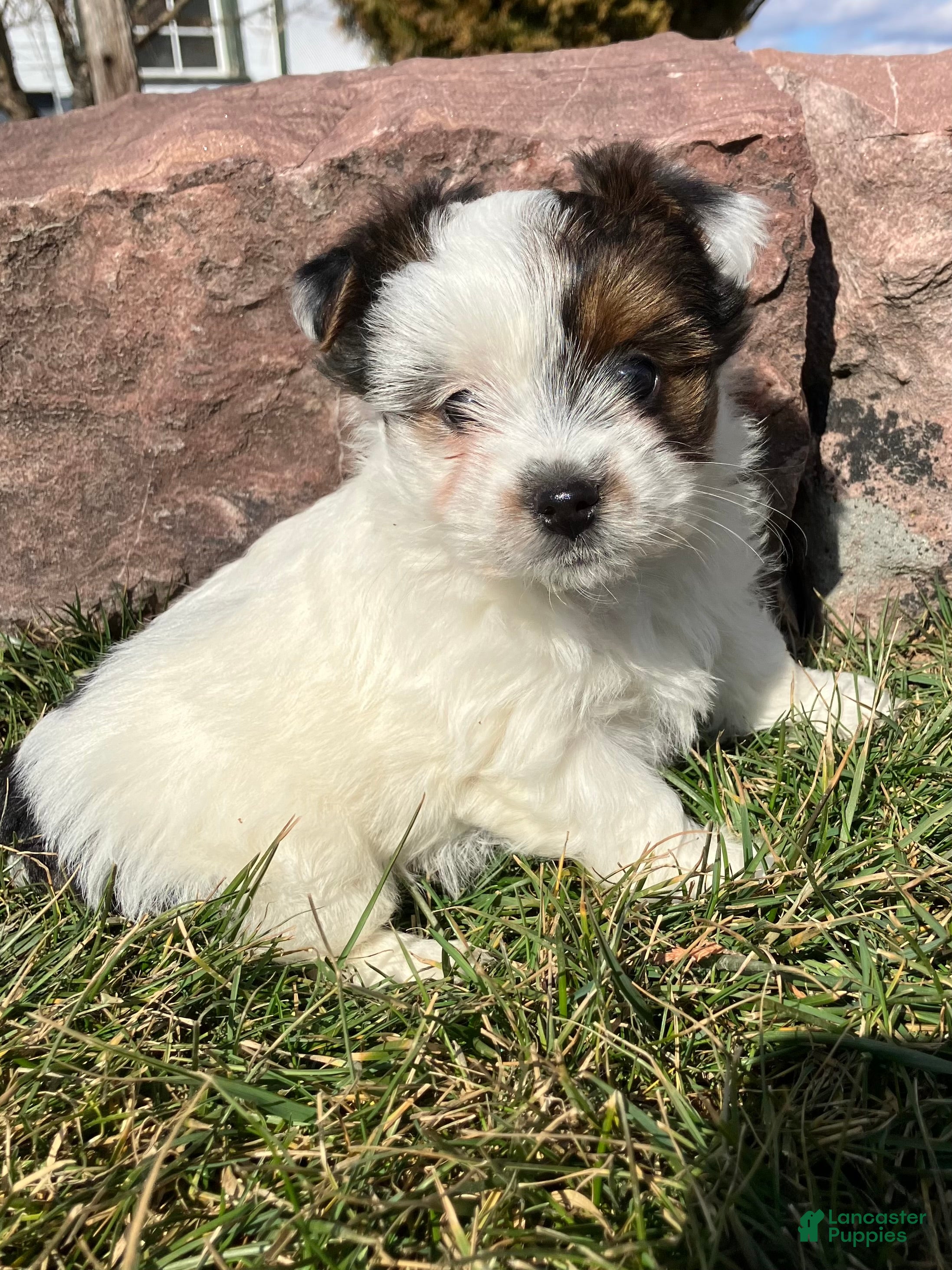 Yorkshire Terrier dogs Kirby  - Ad 1