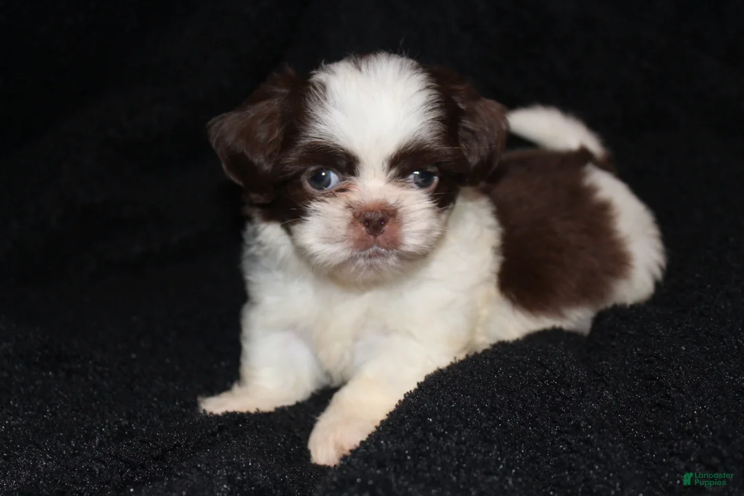 Shih Tzu dogs for sale: Rodger - Ad 1