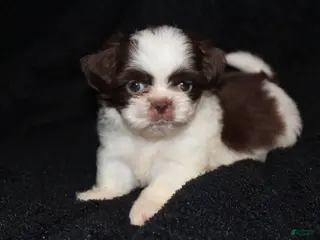 Shih Tzu dogs Rodger - Ad 7