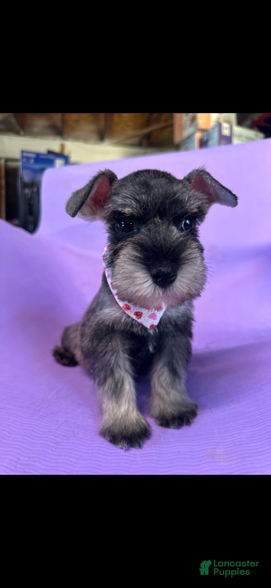 Miniature Schnauzer dogs Miniature Schnauzer 1 - Ad 2