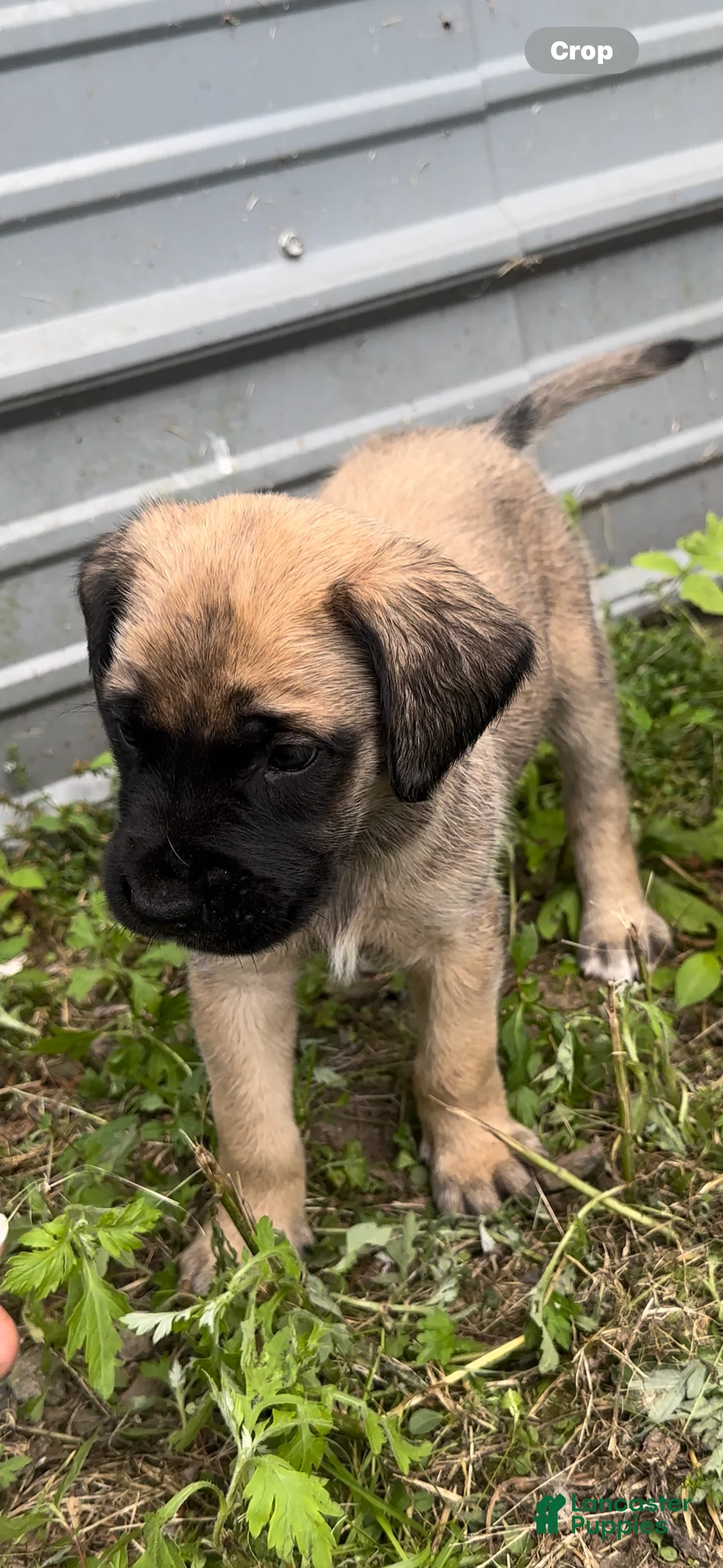 Gallery Image {{count}}