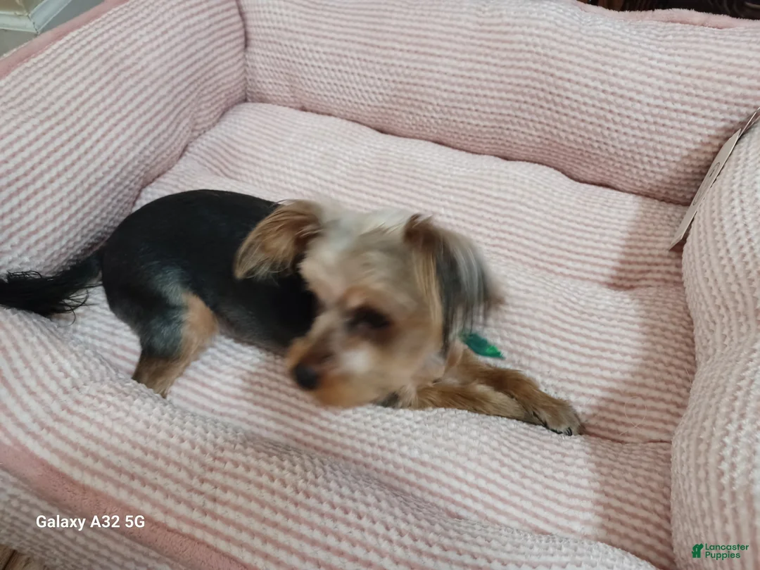 Yorkshire Terrier dogs for sale: Yorkshire Terrier Puppy 1 - Ad 10