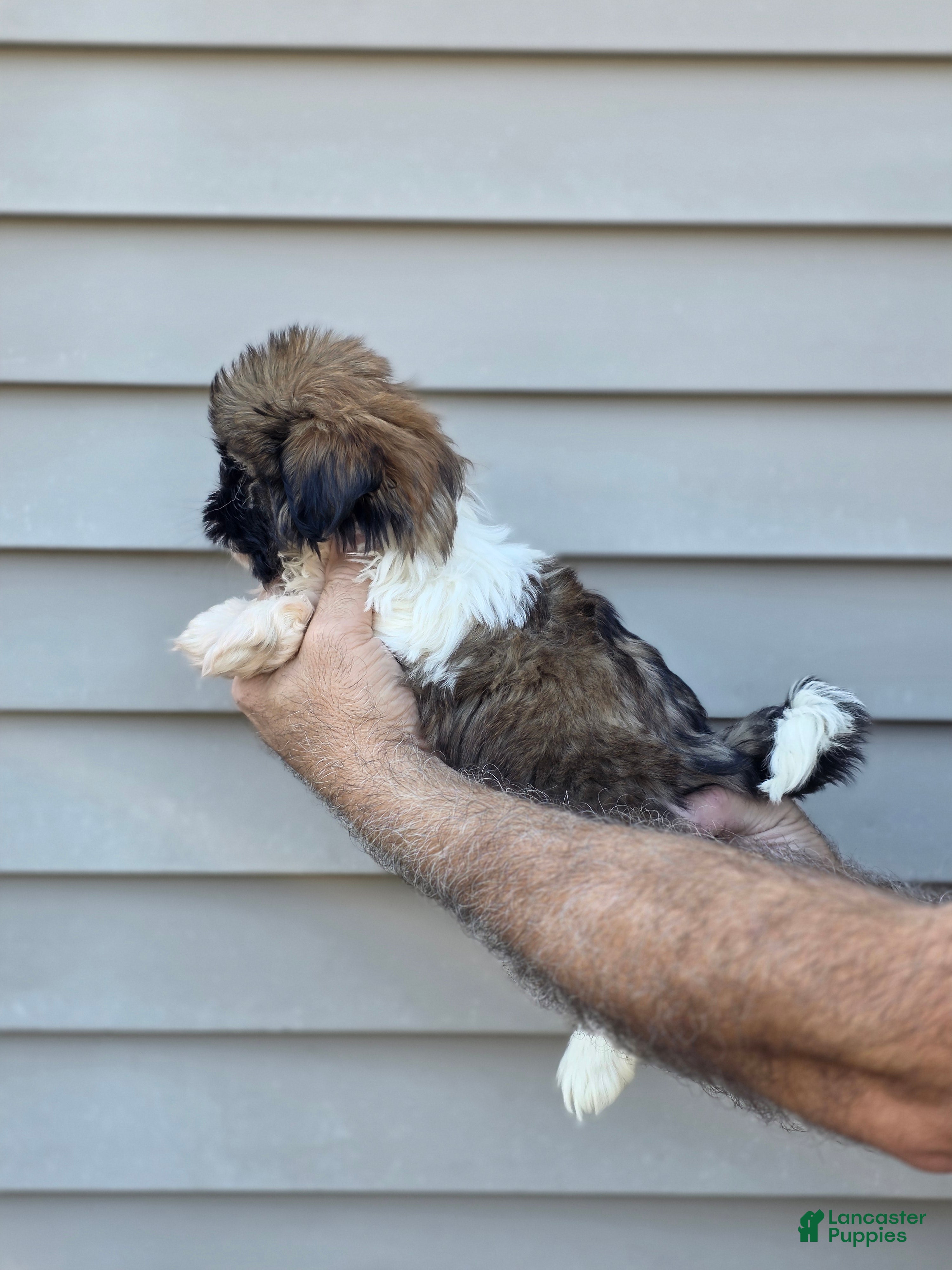 Shih Tzu dogs Jack  - Ad 2