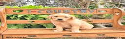 Golden Retriever dogs for sale: Diana - Ad 4