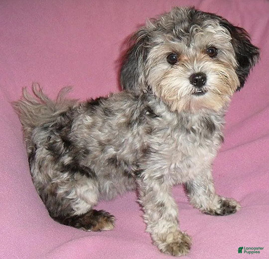 Shihpoo dogs for sale: Baxter - Ad 9